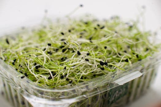 Alfalfa sprouts