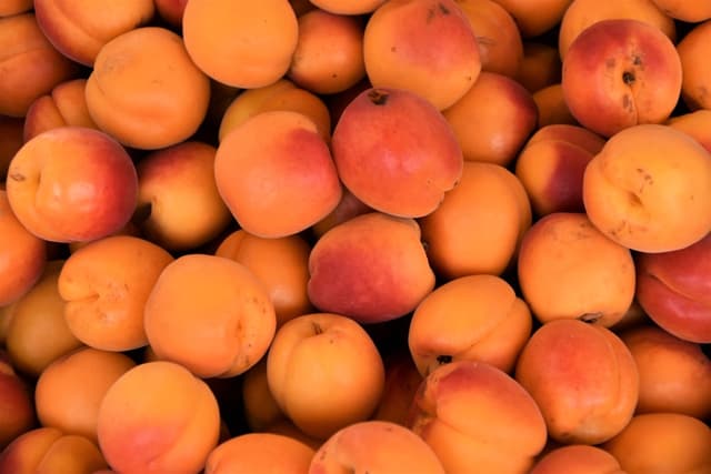 Apricot