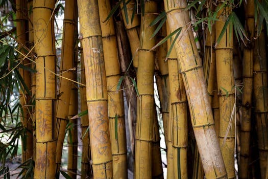 Bamboo shoots