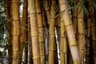 Bamboo shoots