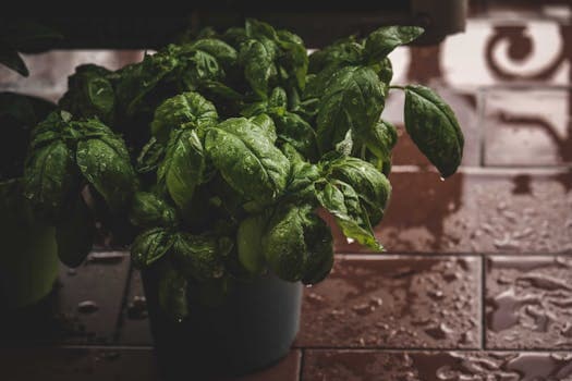Basil (fresh)