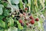 Boysenberries