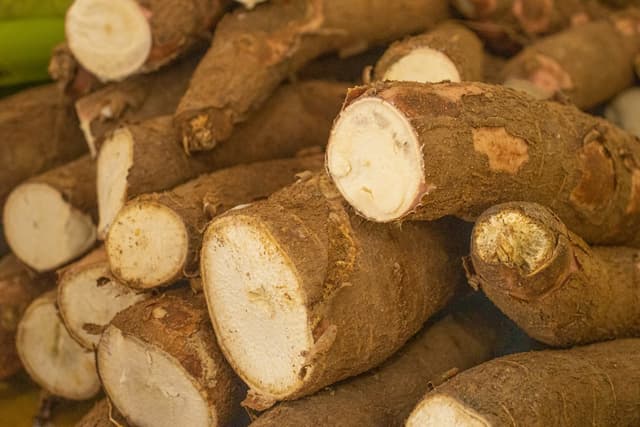 Cassava flour