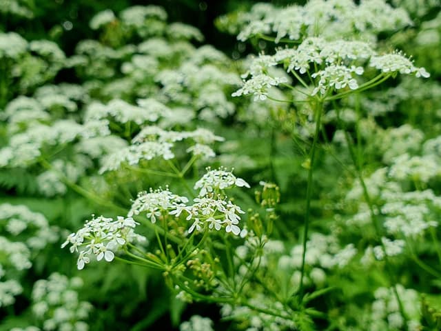 Chervil