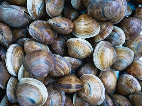 Clams