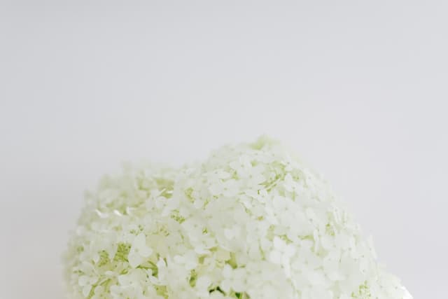 Coconut flakes (unsweetened)