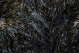 Dried seaweed (nori)