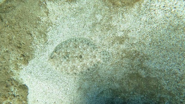 Flounder