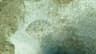 Flounder