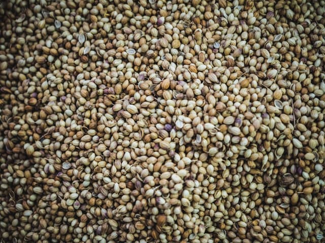 Hemp seeds