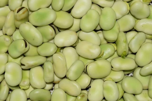 Lima beans