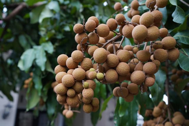 Longan