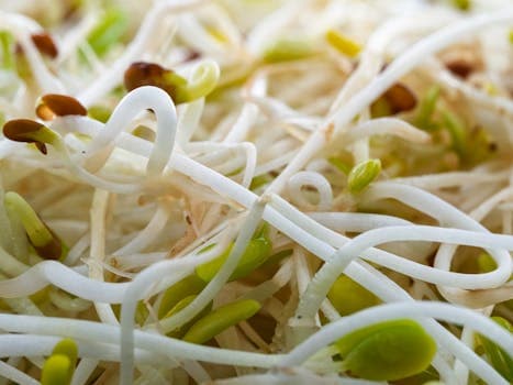Mung bean sprouts