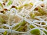 Mung bean sprouts