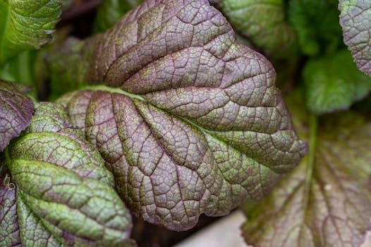 Mustard greens