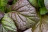 Mustard greens