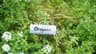 Oregano (dried)
