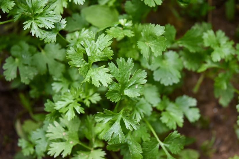 Parsley (fresh)