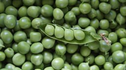 Pigeon peas