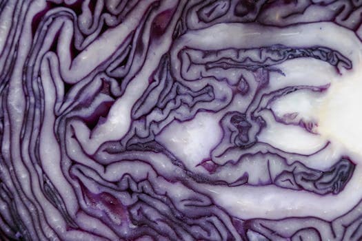 Purple cabbage