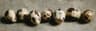 Quail eggs