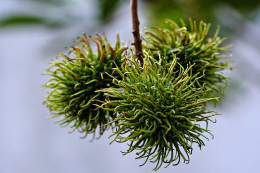 Rambutan