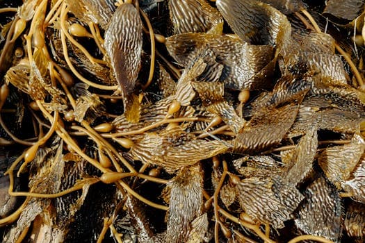 Roasted seaweed crisps