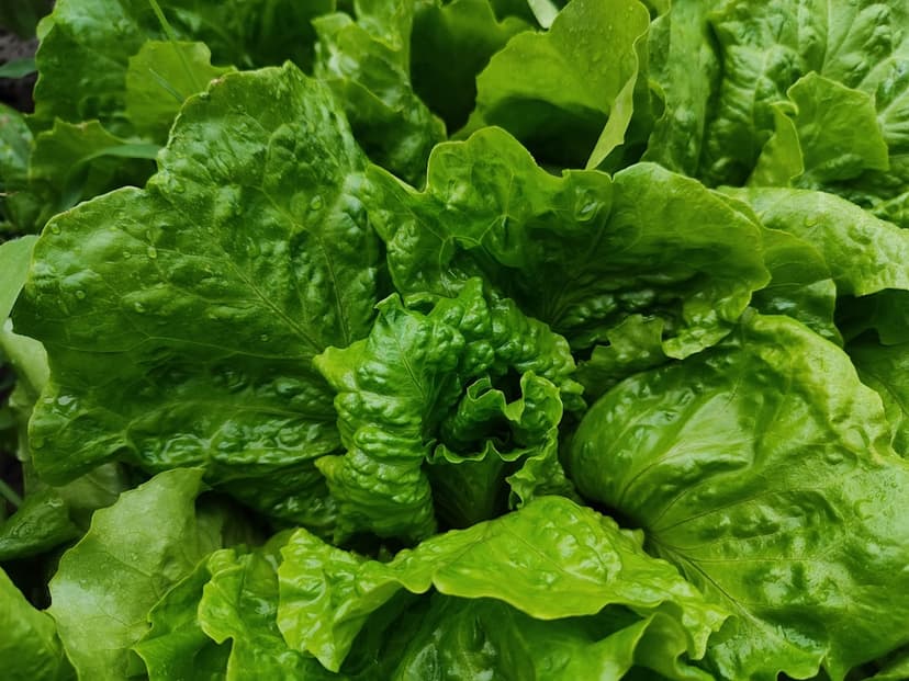 Romaine lettuce