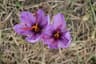 Saffron