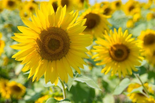 Sun butter (sunflower)