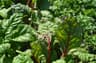 Swiss chard