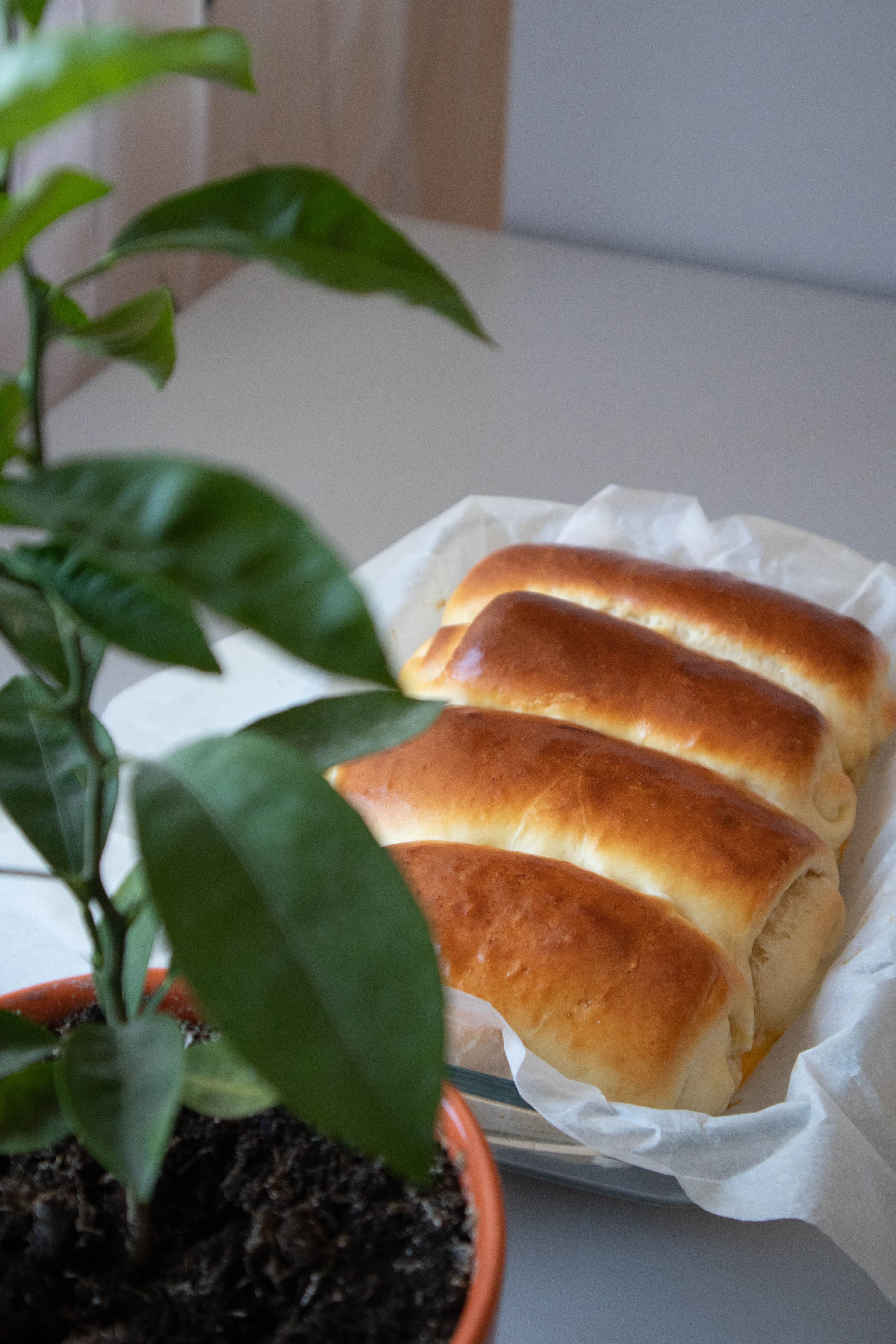Panipopo