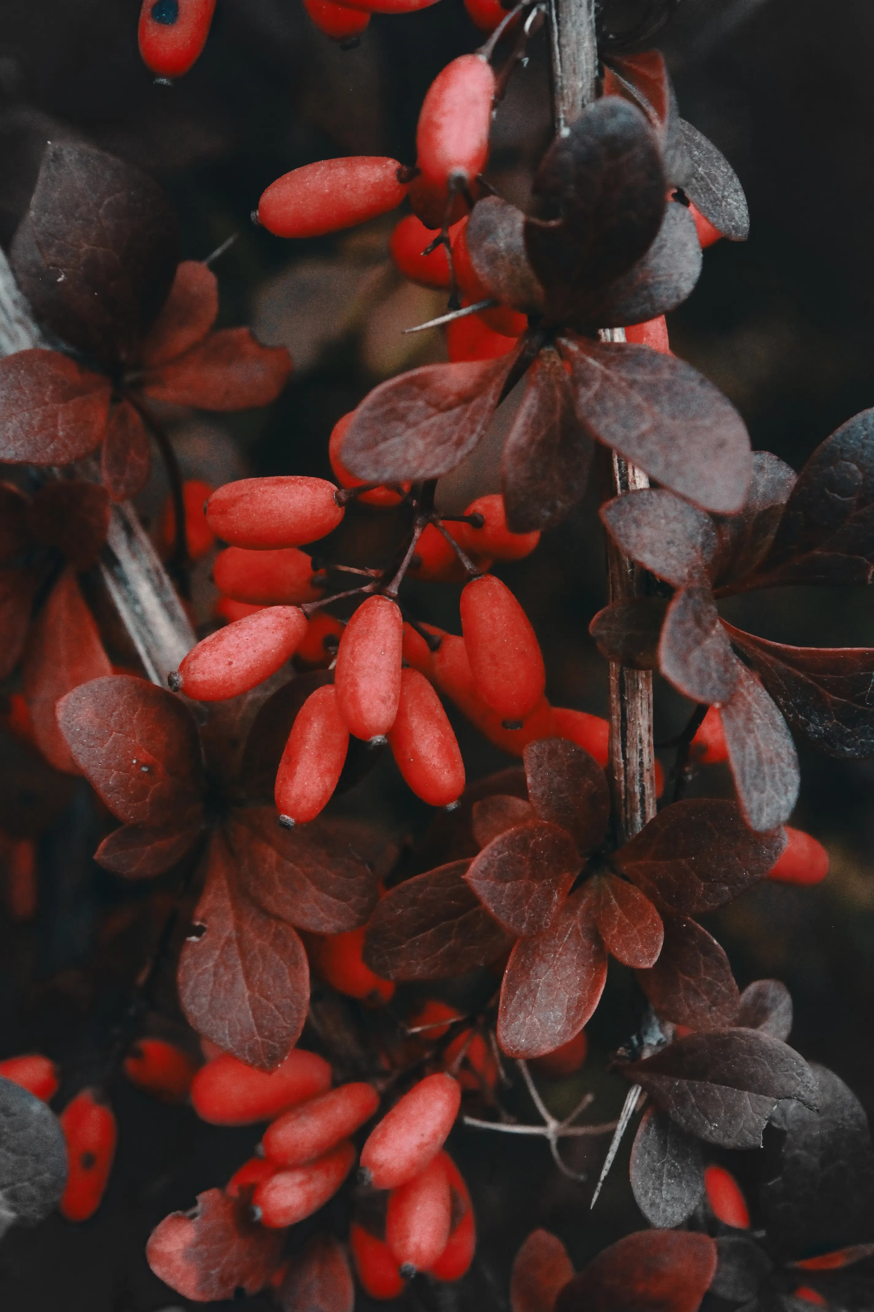 Barberries