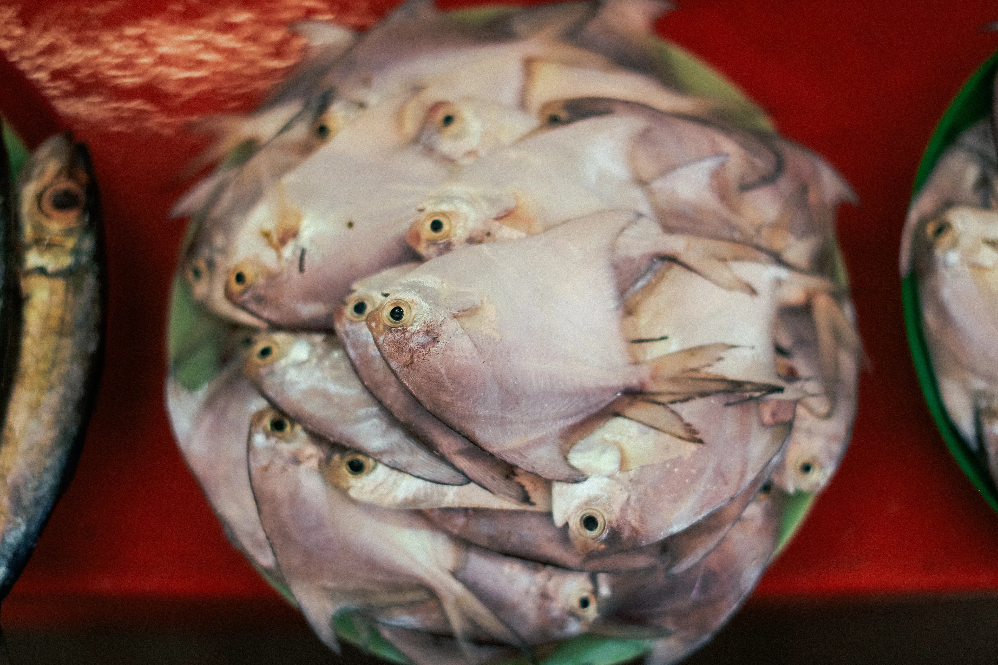 White fish