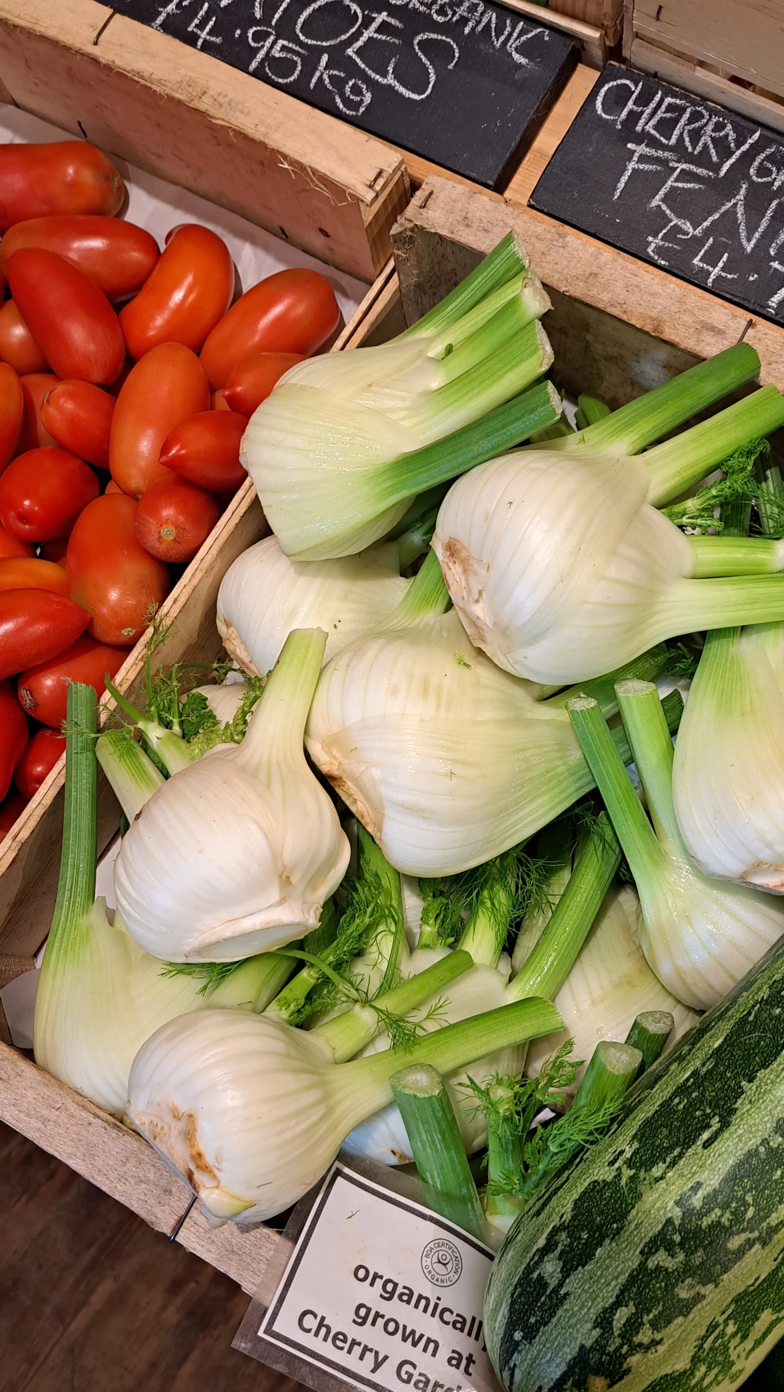 Fennel