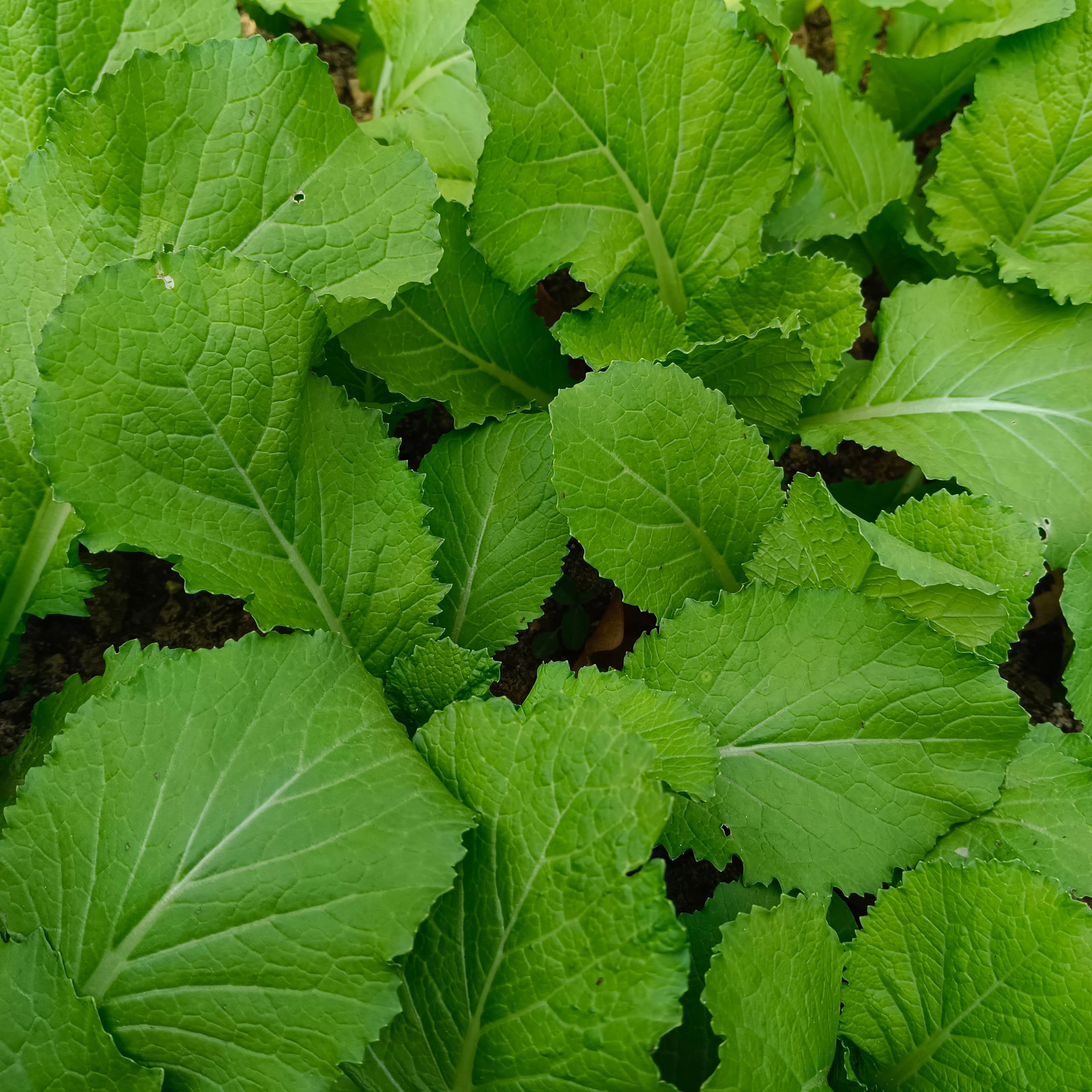 Mustard greens