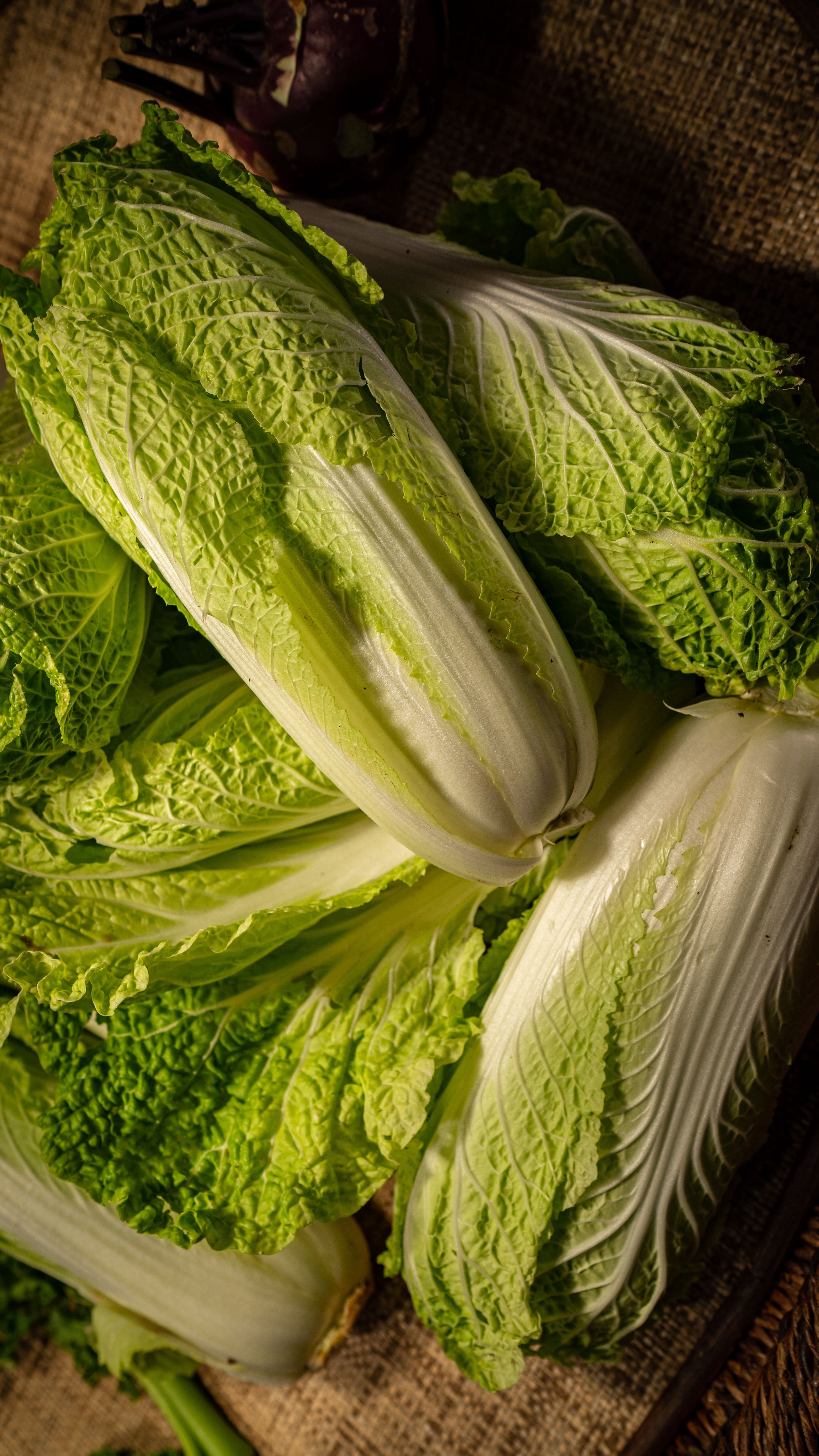 Napa cabbage