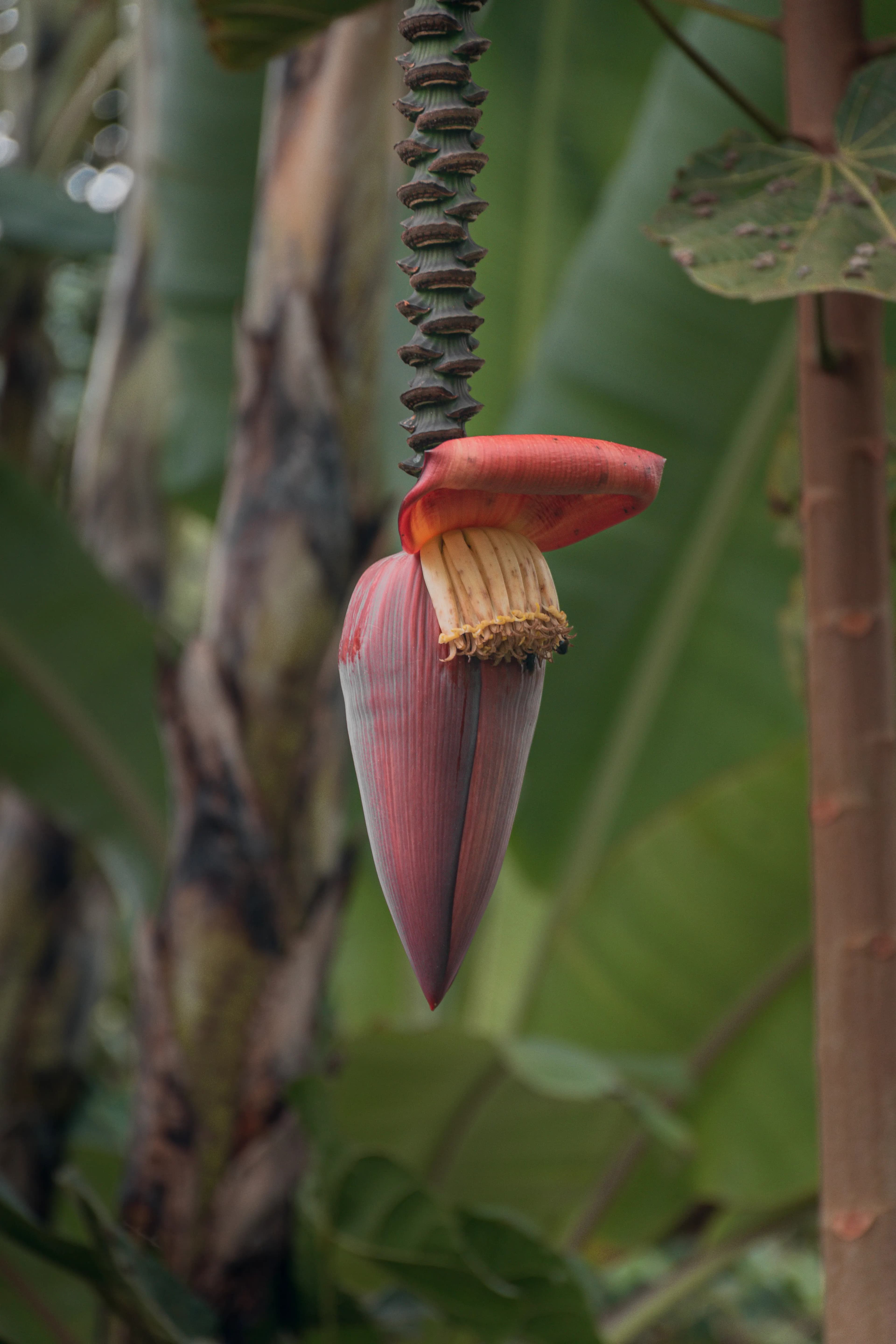 Banana blossom