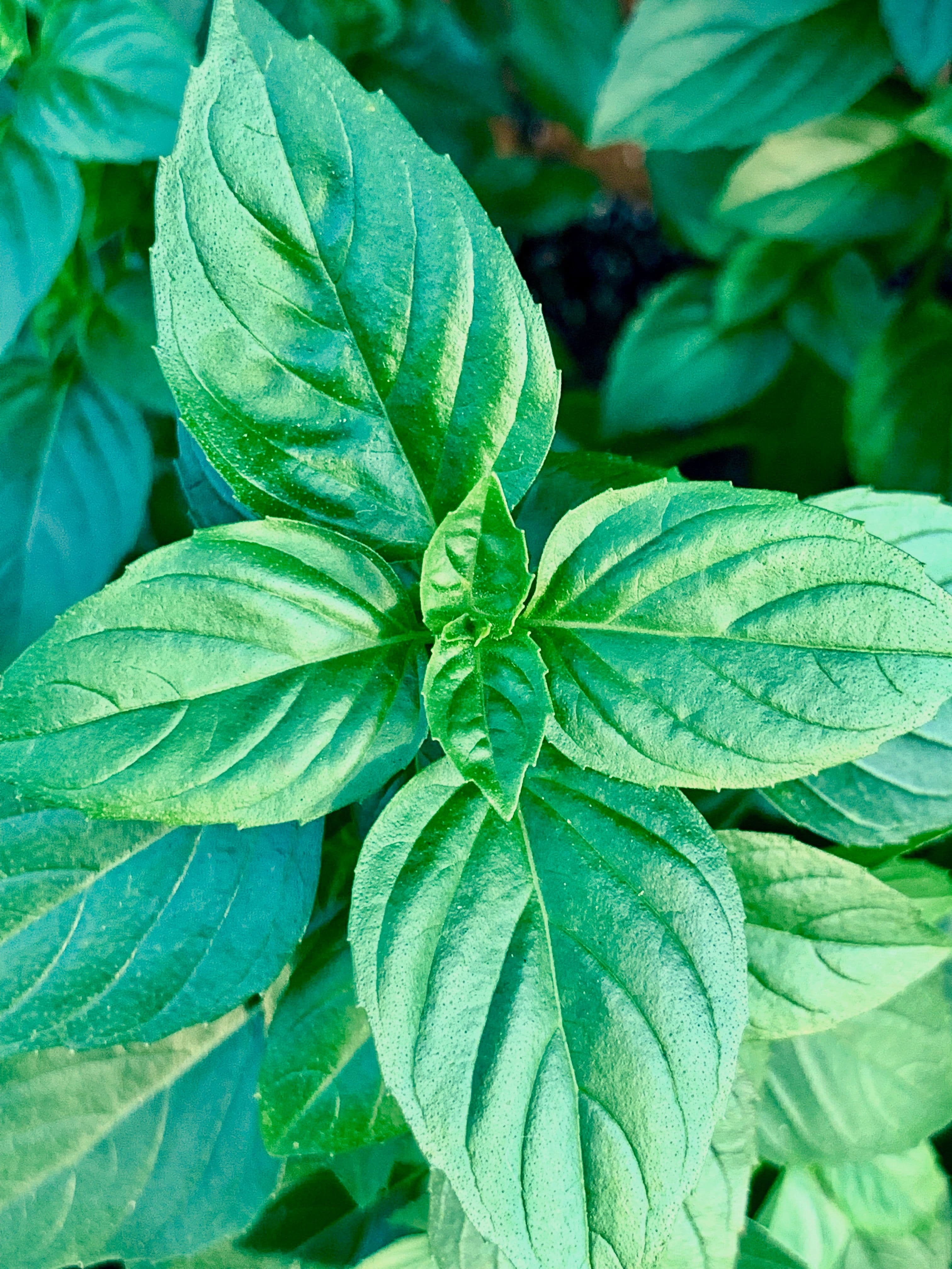 Thai holy basil