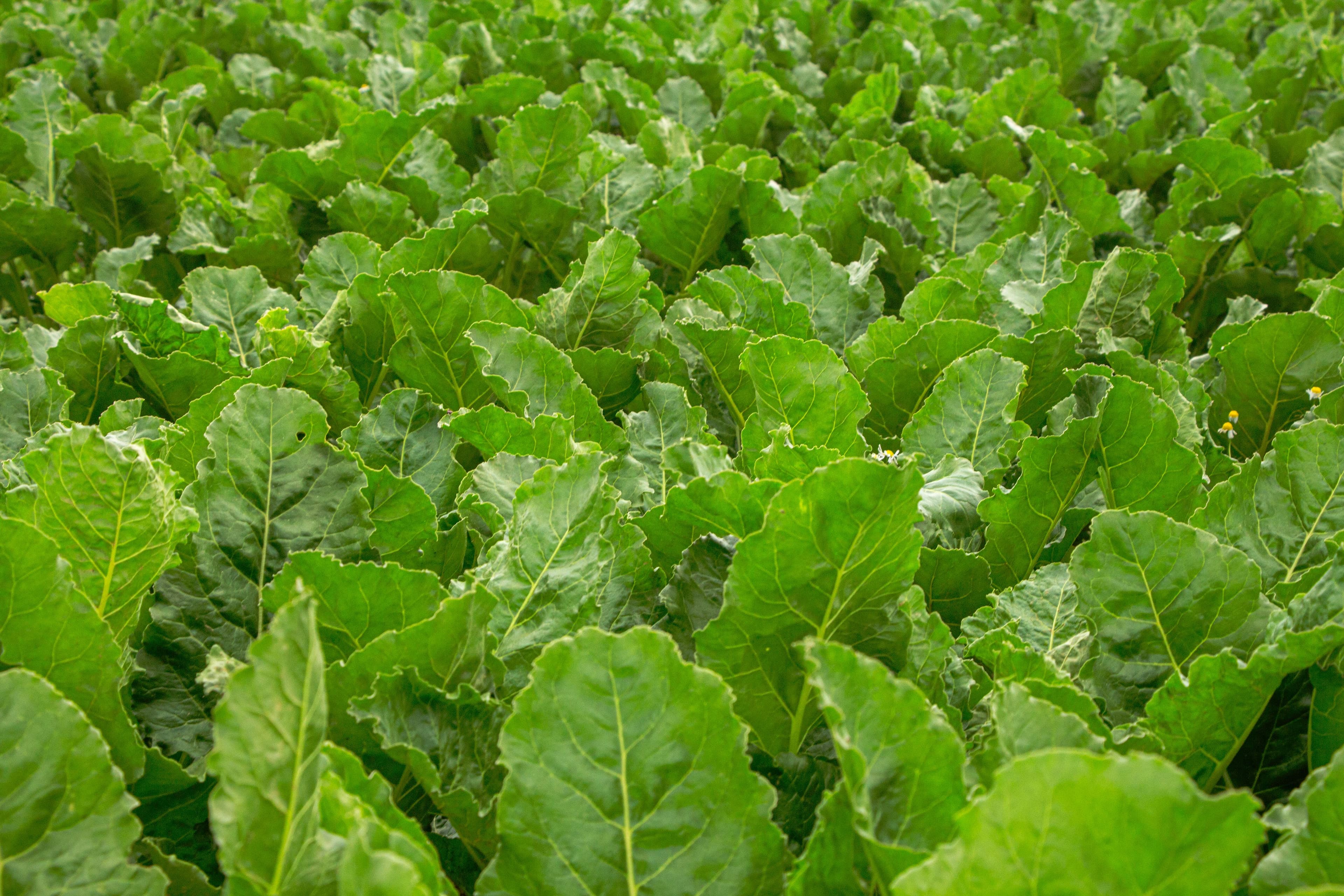 Turnip greens
