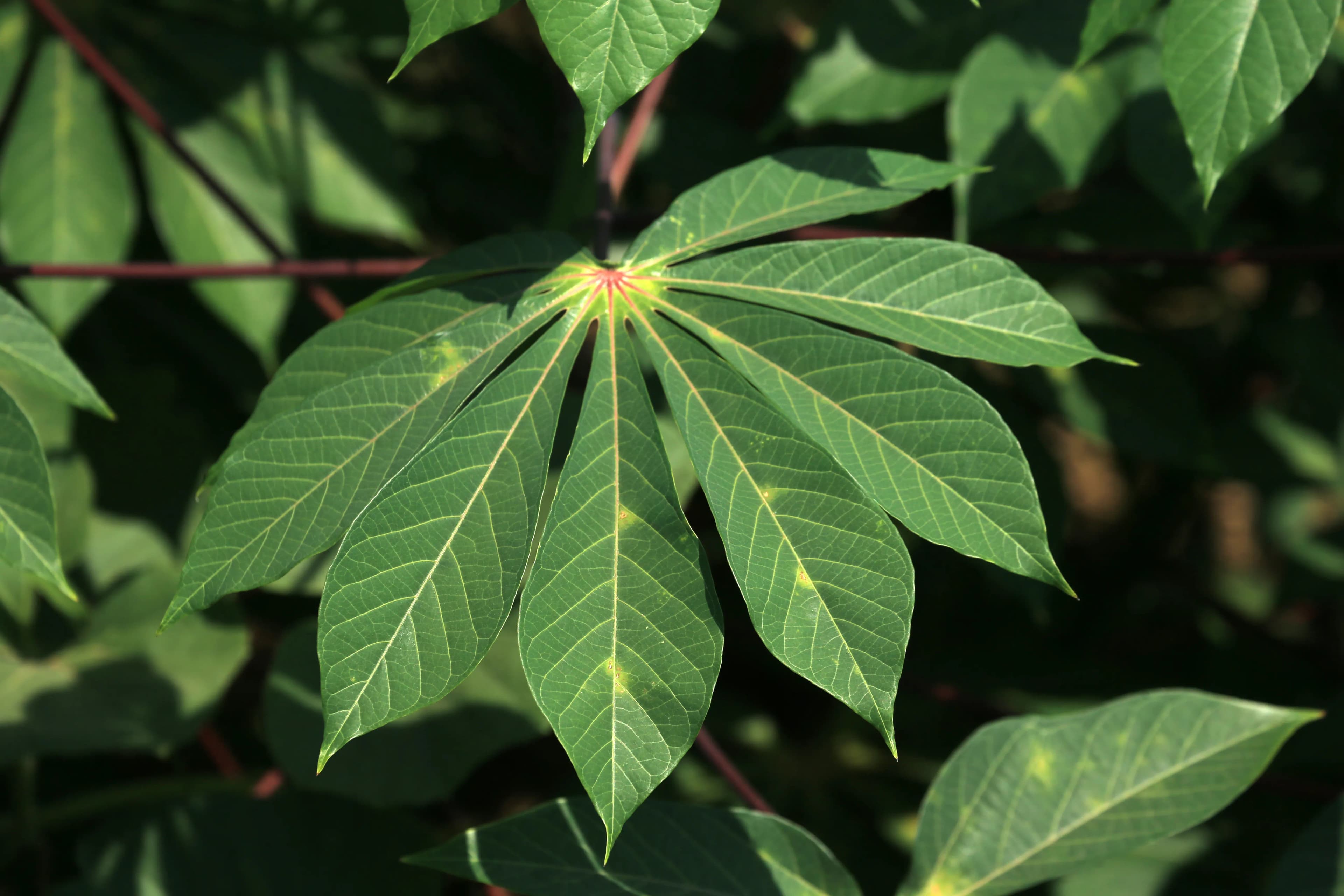 Cassava leaves