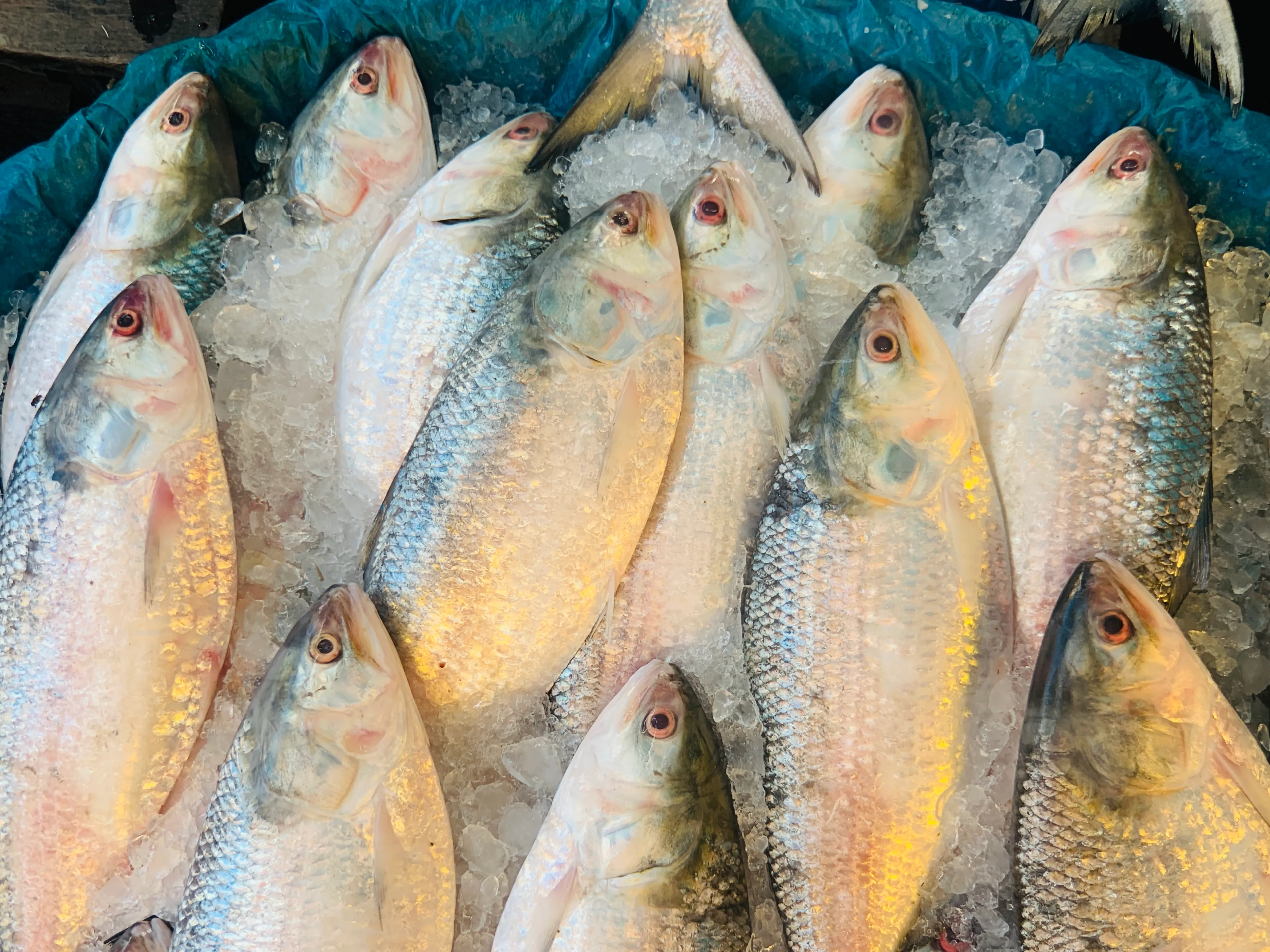 Hilsa fish