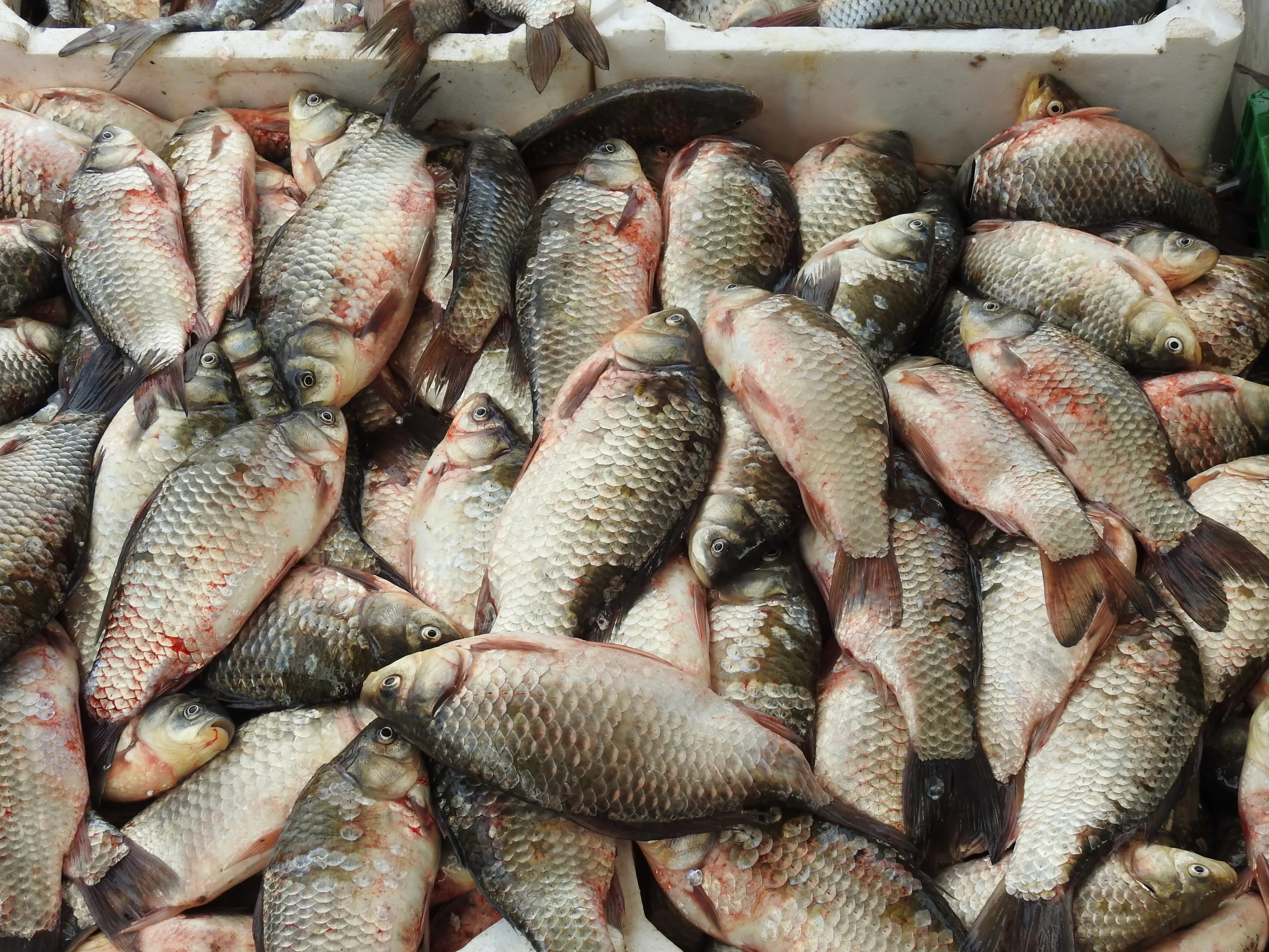 Carp