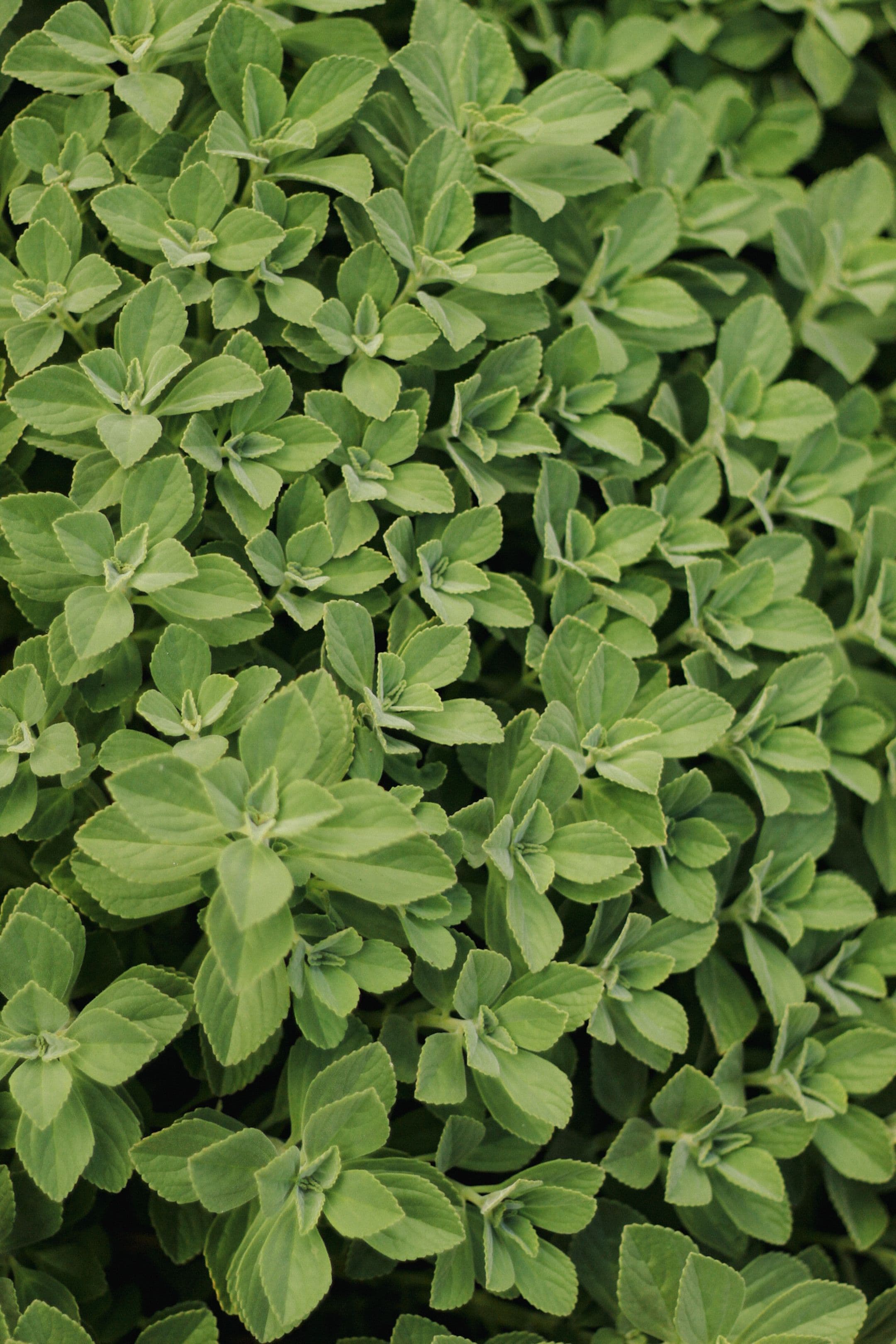 Stevia