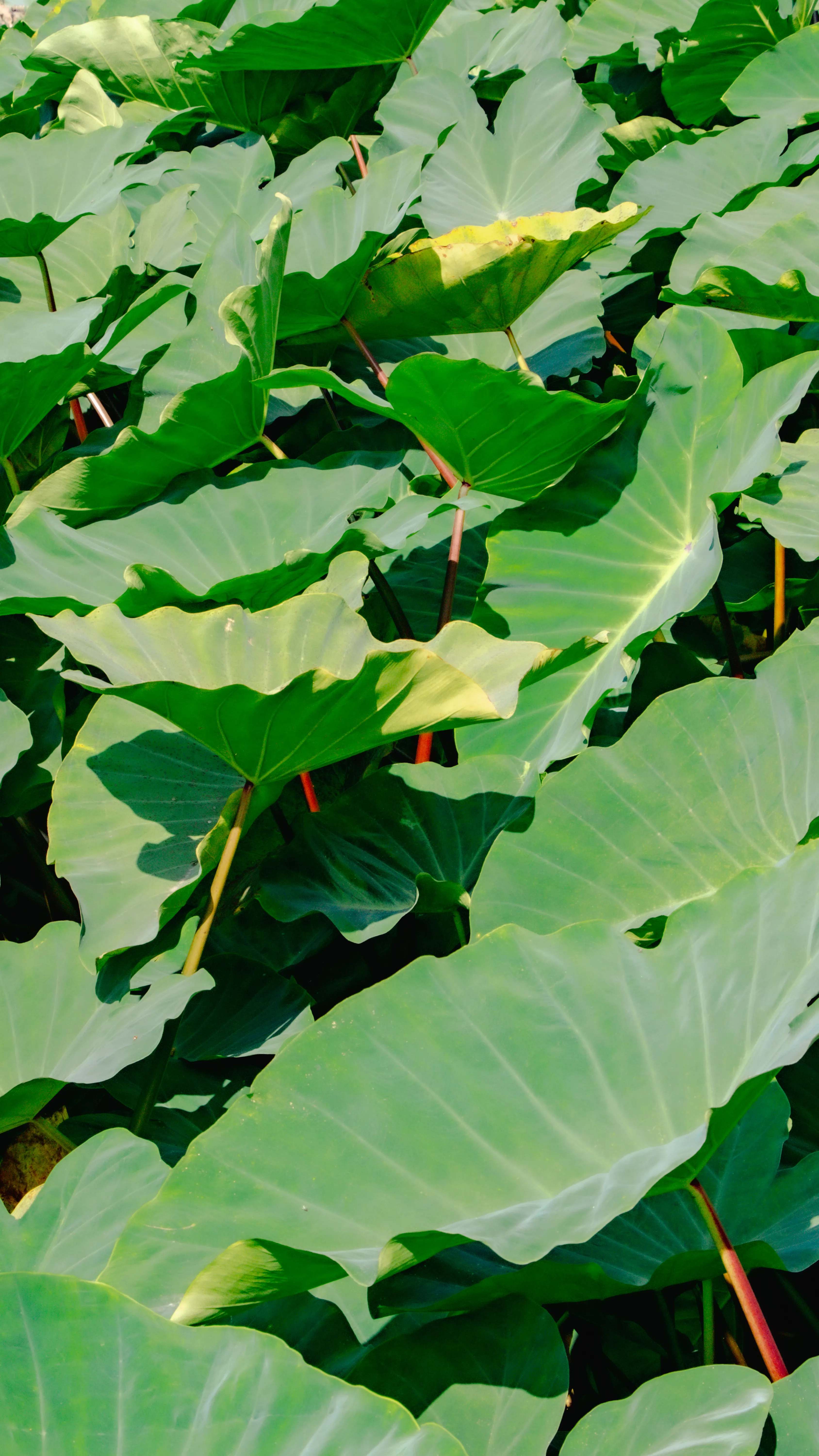 Taro leaves
