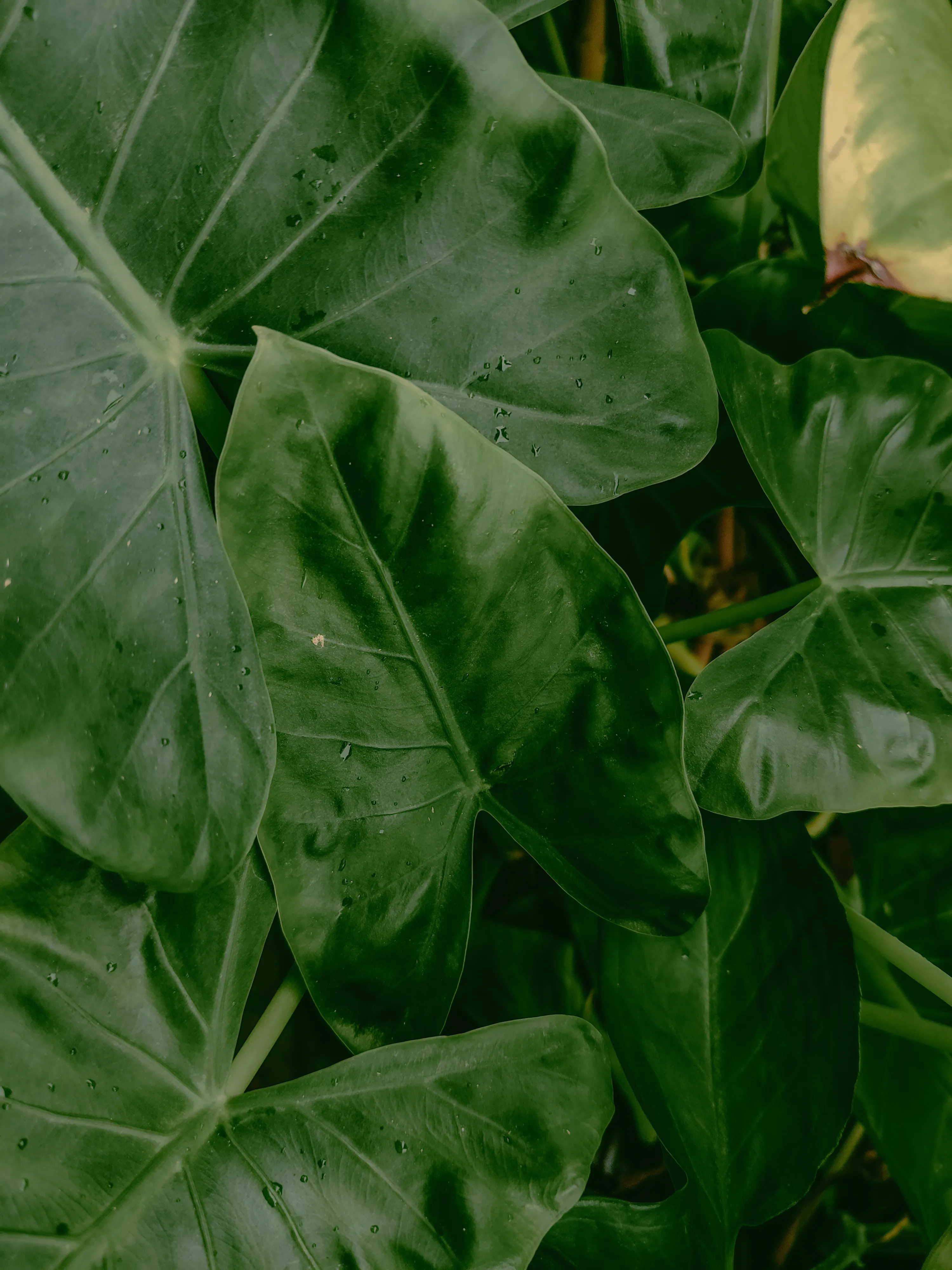Utazi leaves