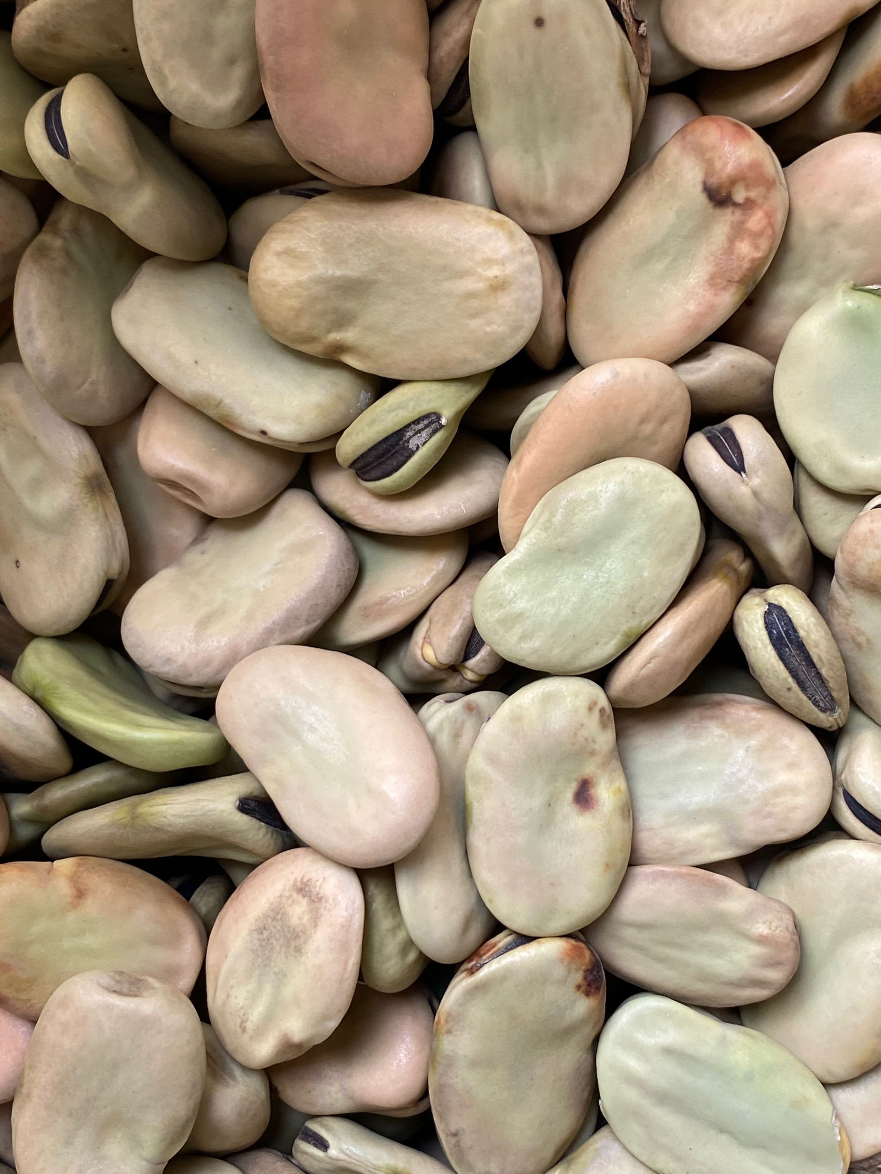 Lupin beans