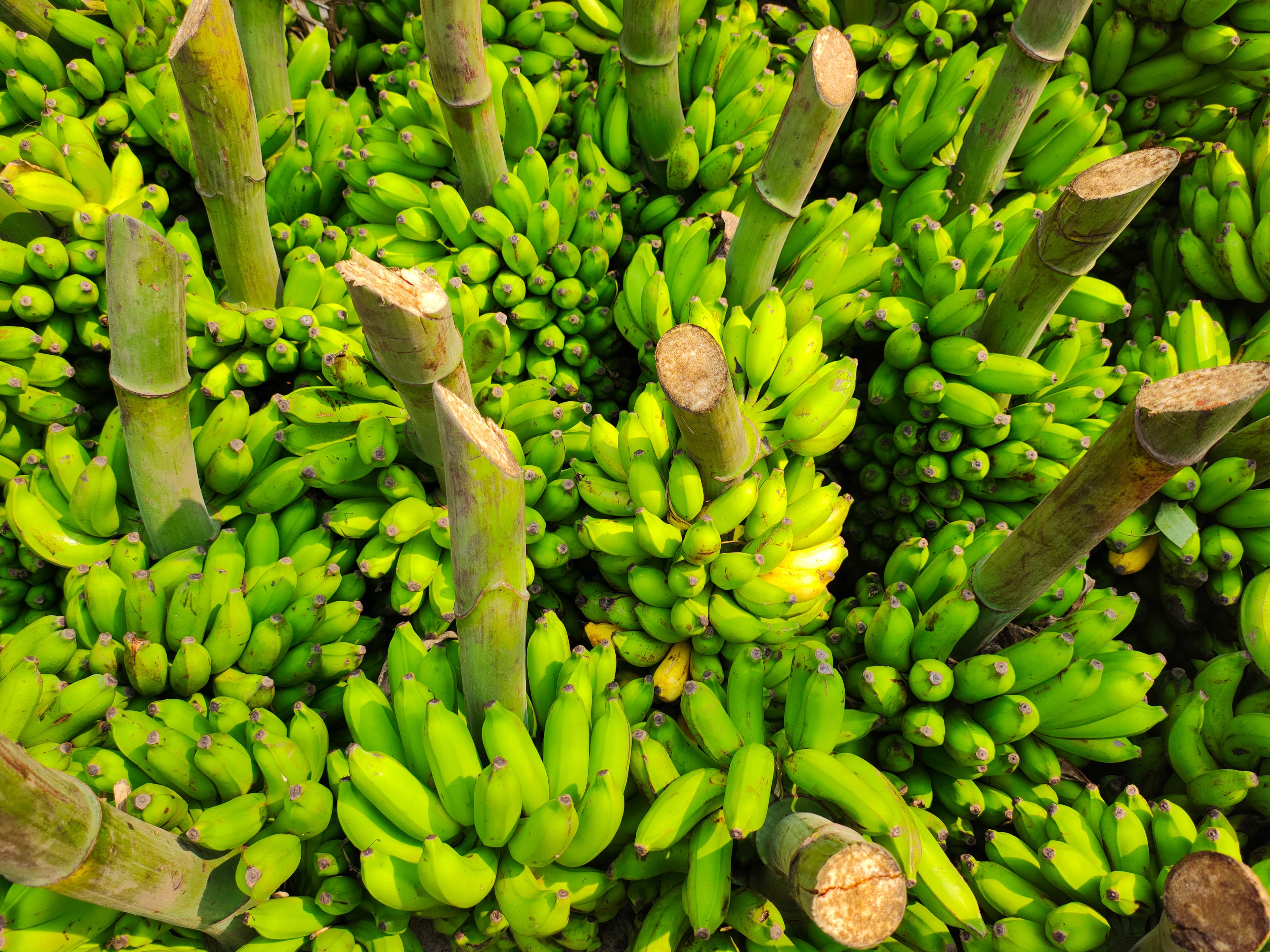 Green bananas
