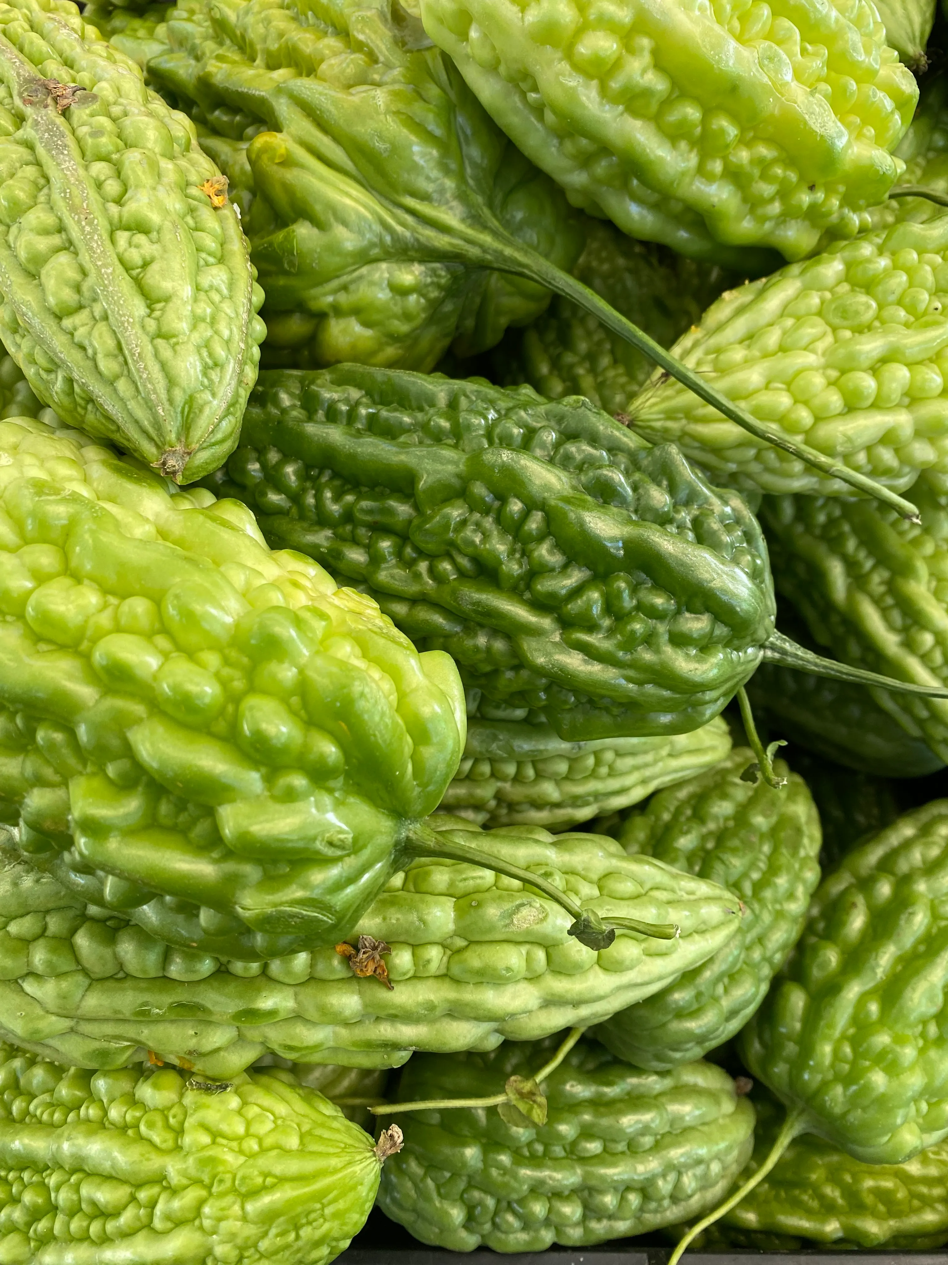 Bitter melon