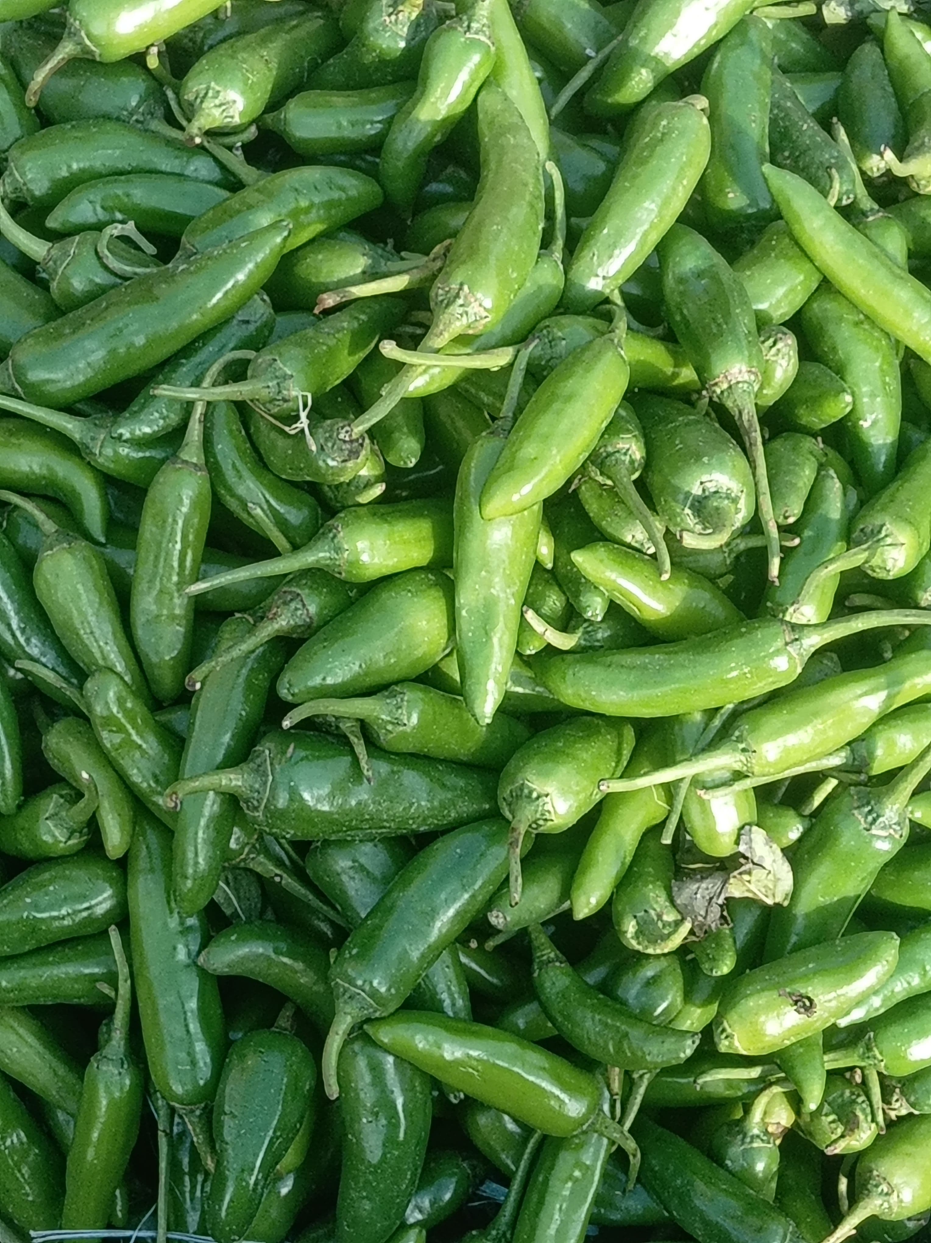 Pasilla chiles